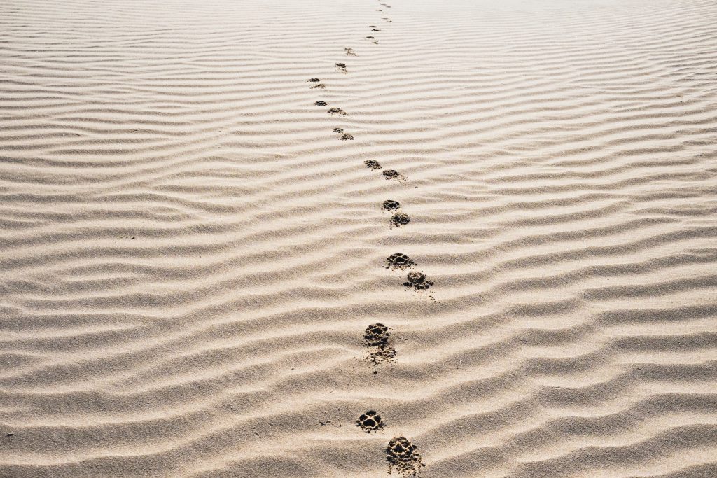 Shoe steps on the sand