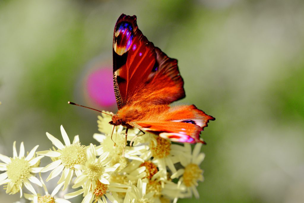 Butterfly on a flower