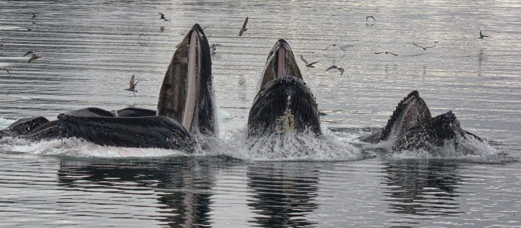 whales and culture