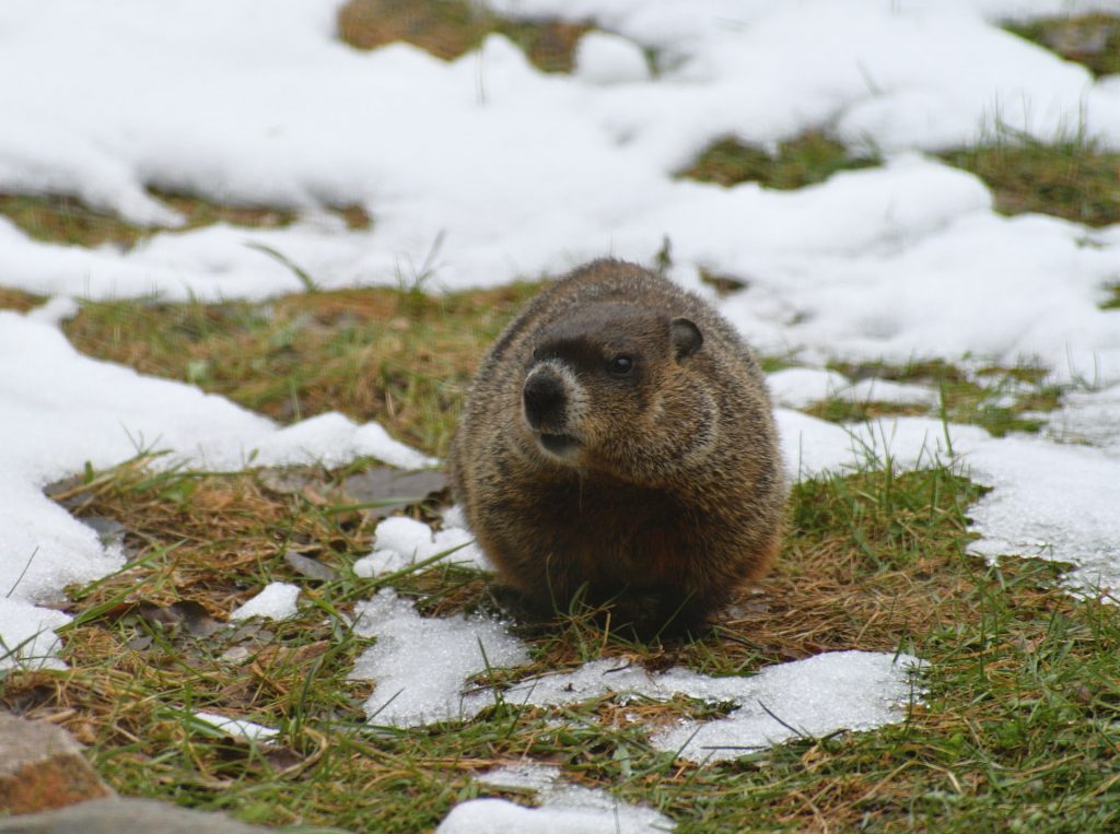 February is Groundhogs Day