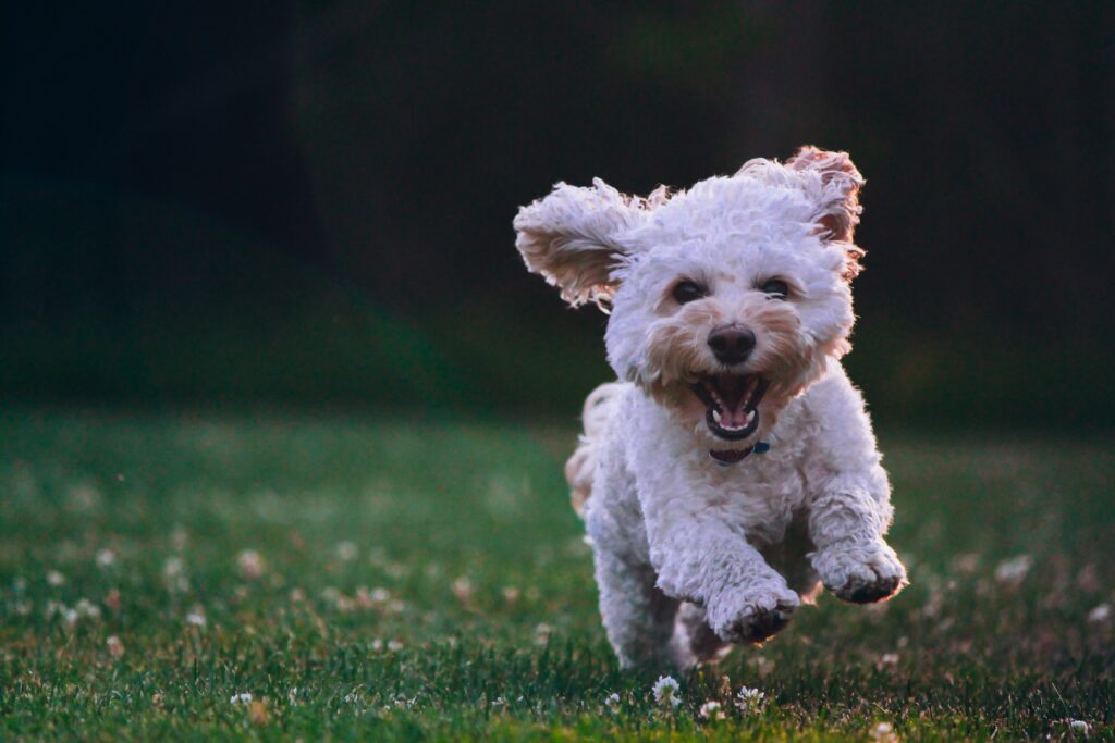 A picture of a puppy dog to spread happiness on National Say Something Nice Day